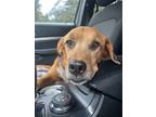 Mable, Labrador Retriever For Adoption In Navarre, Florida