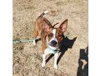 Strawberry, American Pit Bull Terrier For Adoption In Springdale, Arkansas