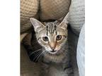 Alvin, Domestic Shorthair For Adoption In Kalamazoo, Michigan