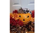 Candy (spooky Season Kittens), Domestic Shorthair For Adoption In Alexandria
