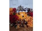 Hallow (spooky Season Kittens), Domestic Shorthair For Adoption In Alexandria