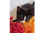 Noir (spooky Season Kittens), Domestic Shorthair For Adoption In Alexandria