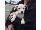 Basket Pup Lady, Labrador Retriever For Adoption In Chantilly, Virginia