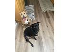 Lincoln, Labrador Retriever For Adoption In Newport Beach, California