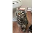 Alice, Domestic Shorthair For Adoption In Jacksonville, North Carolina