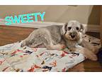 Sweety, Schnauzer (miniature) For Adoption In Phoenix, Arizona