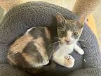 Roux, Calico For Adoption In Belton, Texas