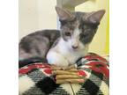 Gumbo, Calico For Adoption In Belton, Texas