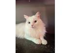 Piglet, Turkish Angora For Adoption In Chatsworth, California