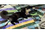 Lulamoon, Domestic Longhair For Adoption In St. Louis, Missouri