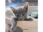 Sushi, Russian Blue For Adoption In Knoxville, Tennessee