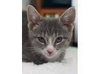 Dumpling, Domestic Shorthair For Adoption In Knoxville, Tennessee