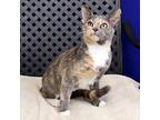 Celery, Domestic Shorthair For Adoption In Fort Davis, Texas