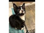 George, Domestic Longhair For Adoption In Panama City, Florida