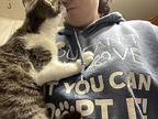 Parker, Domestic Shorthair For Adoption In Olyphant, Pennsylvania