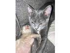 Mikie (micro Baby), Domestic Longhair For Adoption In Davis, California