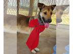 German Shepherd Dog Mix DOG FOR ADOPTION RGADN-1201228 - Trudy - German Shepherd