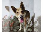 Australian Shepherd Mix DOG FOR ADOPTION RGADN-1201230 - Twinkie - Australian