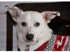 Adopt Bastian_2022 a White - with Tan, Yellow or Fawn Jack Russell Terrier dog