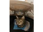 Adopt Summer a Domestic Shorthair cat in Acworth, GA (38121689)