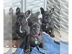 French Bulldog PUPPY FOR SALE ADN-838934 - blue female French Bulldog puppies