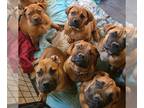 Boerboel PUPPY FOR SALE ADN-838908 - Butler Boerboels