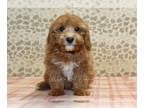Cavapoo PUPPY FOR SALE ADN-838883 - Kirby