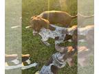 German Shorthaired Pointer PUPPY FOR SALE ADN-838881 - AKC German Shorthaired