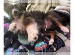 Miniature Australian Shepherd PUPPY FOR SALE ADN-838876 - One Toy Aussie Male