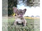 French Bulldog PUPPY FOR SALE ADN-838868 - Fluffy French Bulldogs