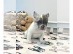 French Bulldog PUPPY FOR SALE ADN-838836 - Rob The Fluffy