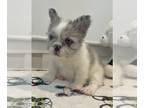French Bulldog PUPPY FOR SALE ADN-838835 - Snowflake The Floodle