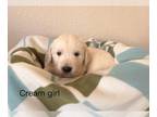 Golden Retriever PUPPY FOR SALE ADN-838825 - English Golden Retriever puppy