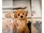 Maltipoo PUPPY FOR SALE ADN-838811 - Maltipoo puppies absolutely adorable