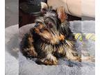 Yorkshire Terrier PUPPY FOR SALE ADN-838782 - Boy Ram