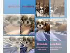 Shih Tzu PUPPY FOR SALE ADN-838754 - Precious Shih Tzu babies available