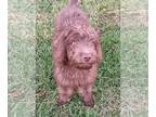 Double Doodle PUPPY FOR SALE ADN-838738 - 17 week old CKC registered Double