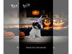 Labradoodle-Poodle (Miniature) Mix PUPPY FOR SALE ADN-838706 - Female mini