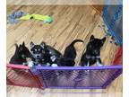 Siberian Husky PUPPY FOR SALE ADN-838697 - Purebred Siberian Husky Puppies with