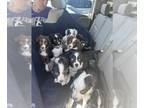Australian Shepherd PUPPY FOR SALE ADN-838918 - Muddy bunch