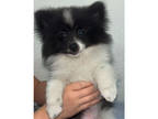 Pomeranian PUPPY FOR SALE ADN-838813 - Male Pomeranian Puppy