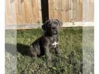 Cane Corso PUPPY FOR SALE ADN-838752 - AKC and ICCF Cane Corso Puppies