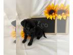 Pug PUPPY FOR SALE ADN-838737 - Adorable Pugs Ready for their new home