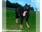 German Shepherd Dog-Siberian Husky Mix PUPPY FOR SALE ADN-838933 - Mousie Girl 1