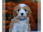 Cavapoo PUPPY FOR SALE ADN-838926 - f1b Cavapoo