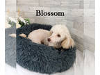 Poodle (Toy) PUPPY FOR SALE ADN-838913 - AKC Female Blossom