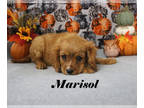 Cavalier King Charles Spaniel PUPPY FOR SALE ADN-838911 - Ruby Female Cavalier