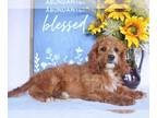 Cavapoo PUPPY FOR SALE ADN-838887 - Wilma