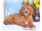 Cavapoo PUPPY FOR SALE ADN-838886 - Warren