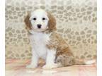 Miniature Bernedoodle PUPPY FOR SALE ADN-838884 - Lady
